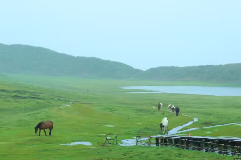 【阿蘇・雨の日観光】雨こそ絶景！情緒あふれる「大人の雨旅」スポット5選｜神社・温泉・そば打ち体験