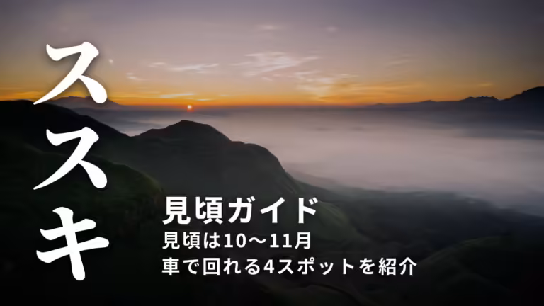【阿蘇のススキ】見頃はいつ？大観峰・草千里・米塚・押戸石の丘を車で回るガイド